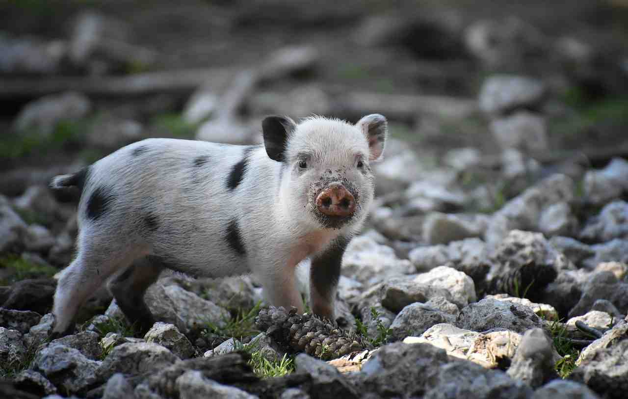 porcinet, des petits cochons, mini